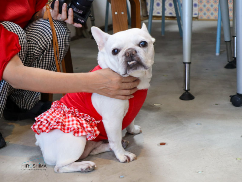 mamamirco　役員犬コモン　店舗リフォーム